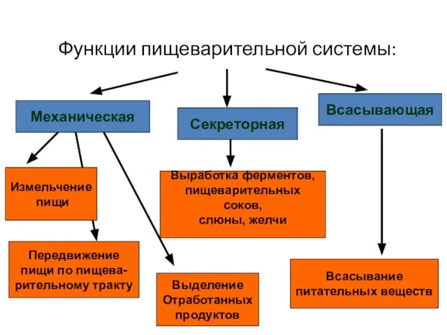 Функции пищеварительной системы: Механическая Секреторная Всасывающая Измельчение пищи Передвижение пищи по