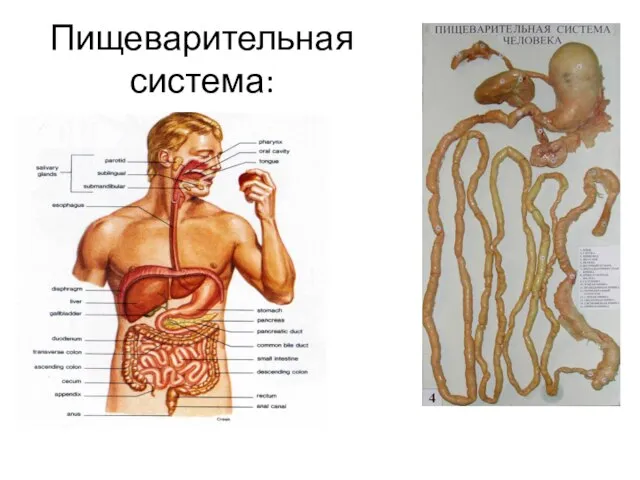 Пищеварительная система: