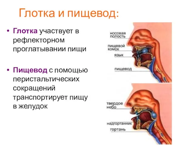 Глотка и пищевод: Глотка участвует в рефлекторном проглатывании пищи Пищевод с