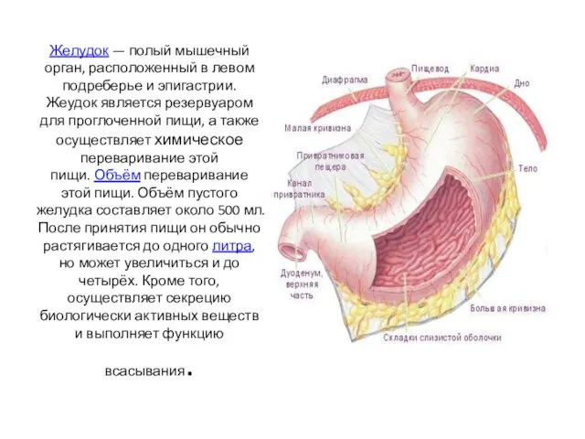 Желудок — полый мышечный орган, расположенный в левом подреберье и эпигастрии.