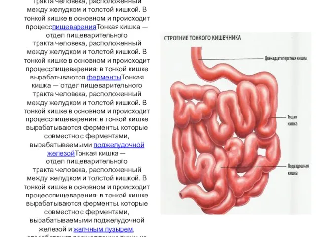 Тонкая кишкаТонкая кишка — отдел пищеварительного трактаТонкая кишка — отдел пищеварительного