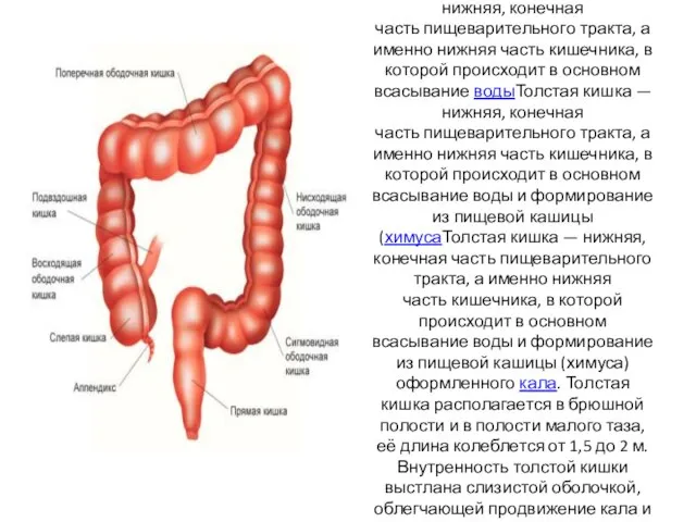 Толстая кишкаТолстая кишка — нижняя, конечная часть пищеварительного трактаТолстая кишка —