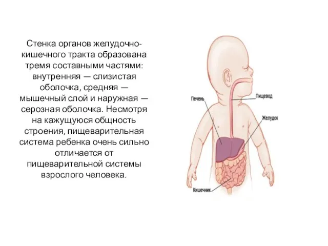 Стенка органов желудочно-кишечного тракта образо­вана тремя составными частями: внутренняя — слизистая