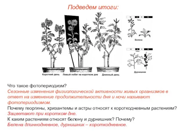 Подведем итоги: Что такое фотопериодизм? Сезонные изменения физиологической активности живых организмов