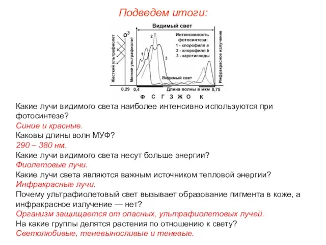 Подведем итоги: Какие лучи видимого света наиболее интенсивно используются при фотосинтезе?