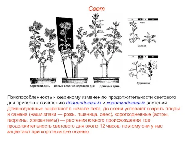 Свет Приспособленность к сезонному изменению продолжительности светового дня привела к появлению