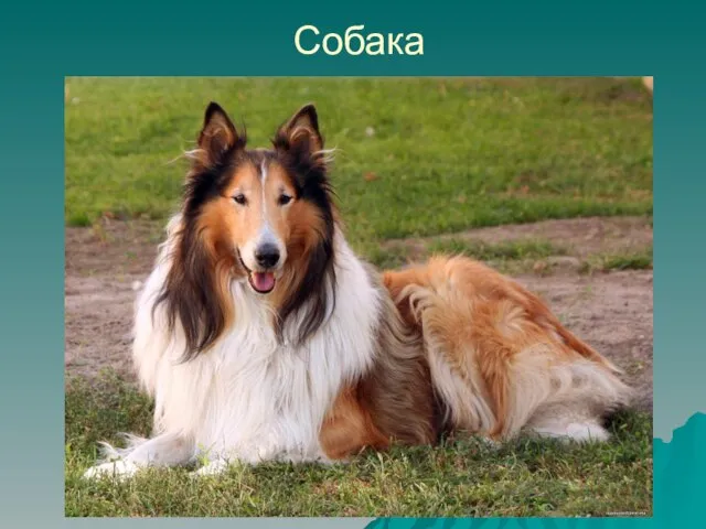 Собака