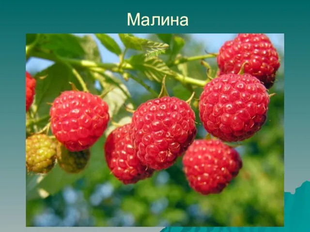 Малина