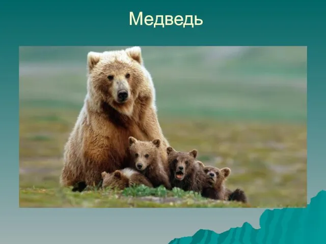 Медведь