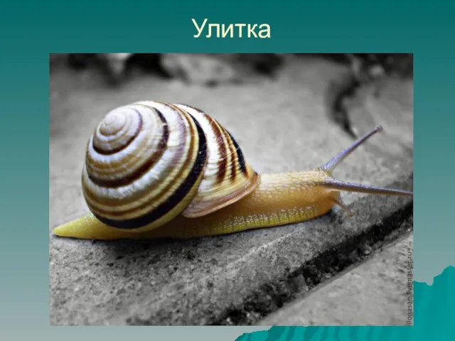 Улитка