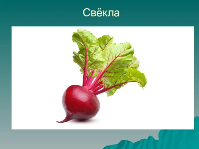 Свёкла