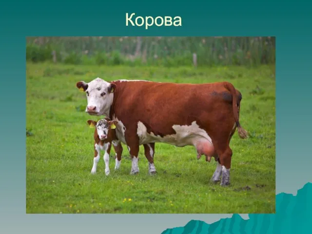 Корова