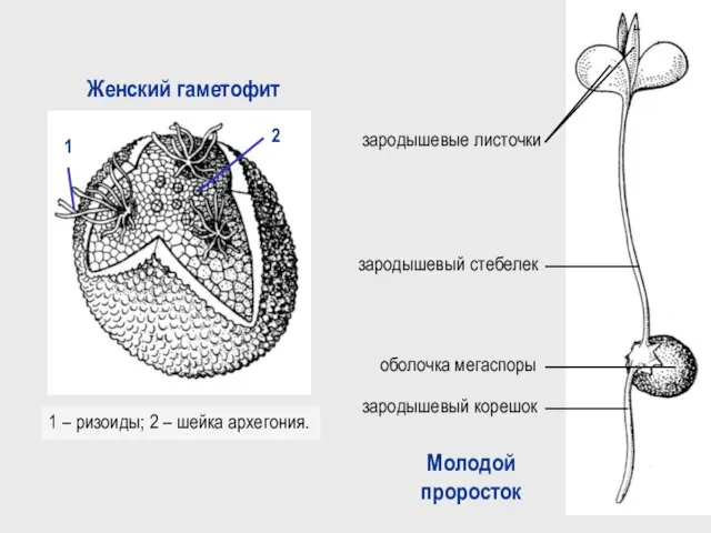 1 – ризоиды; 2 – шейка архегония. Женский гаметофит Молодой проросток