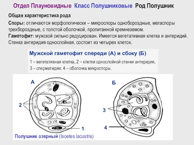 Отдел Плауновидные Класс Полушниковые Род Полушник Общая характеристика рода Споры: отличаются