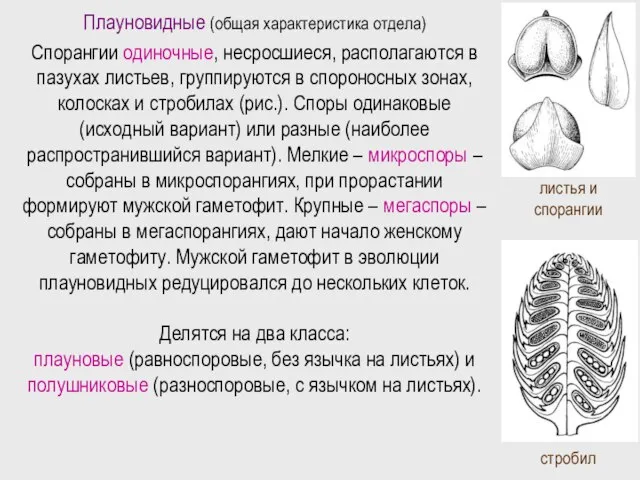 Плауновидные (общая характеристика отдела) Спорангии одиночные, несросшиеся, располагаются в пазухах листьев,