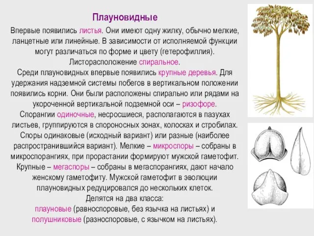 Плауновидные Впервые появились листья. Они имеют одну жилку, обычно мелкие, ланцетные