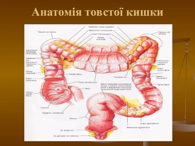 Анатомія товстої кишки