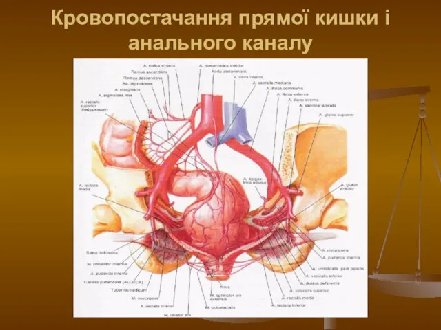 Кровопостачання прямої кишки і анального каналу