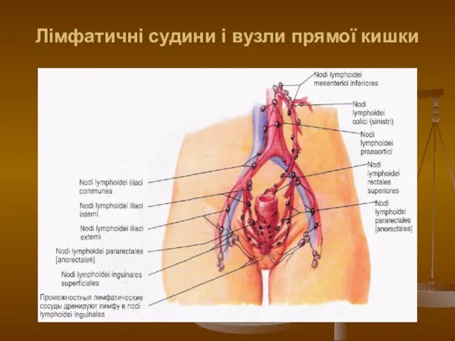 Лімфатичні судини і вузли прямої кишки