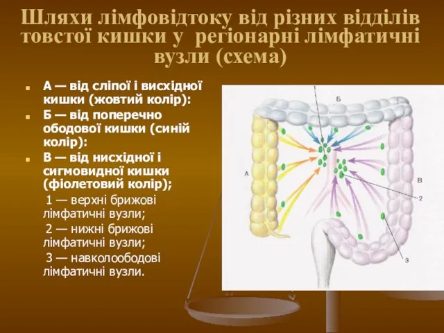 Шляхи лімфовідтоку від різних відділів товстої кишки у регіонарні лімфатичні вузли