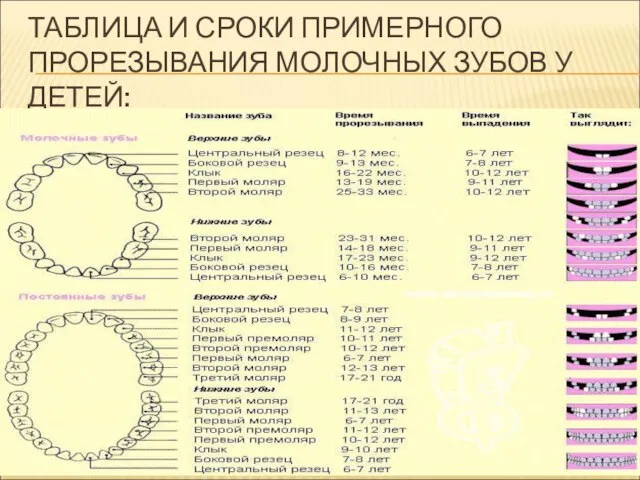 ТАБЛИЦА И СРОКИ ПРИМЕРНОГО ПРОРЕЗЫВАНИЯ МОЛОЧНЫХ ЗУБОВ У ДЕТЕЙ: