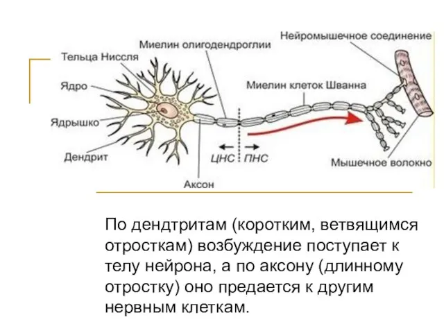 Строение нейрона По дендтритам (коротким, ветвящимся отросткам) возбуждение поступает к телу
