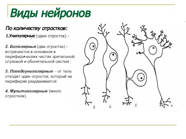 Виды нейронов По количеству отростков: 1.Униполярные (один отросток) - 2. Биполярные