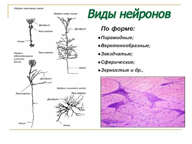 Виды нейронов По форме: Пирамидные; Веретенообразные; Звездчатые; Сферические; Зернистые и др.,
