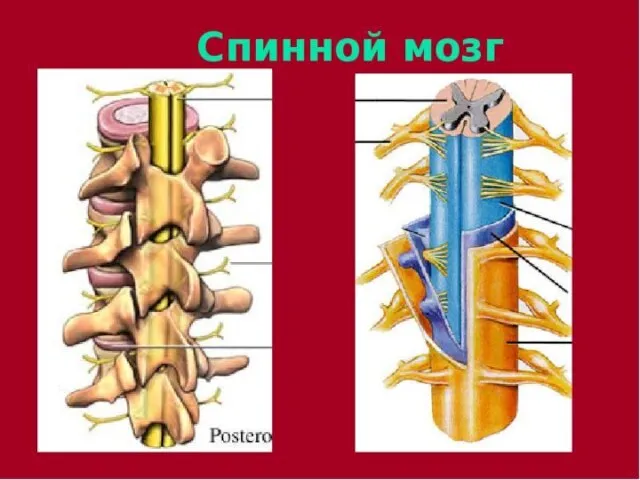 Спинной мозг