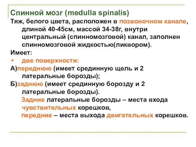 Спинной мозг (medulla spinalis) Тяж, белого цвета, расположен в позвоночном канале,