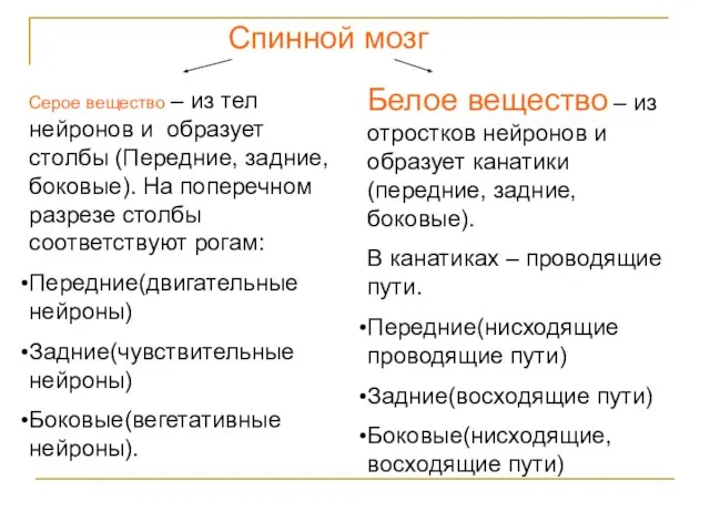 Спинной мозг Серое вещество – из тел нейронов и образует столбы