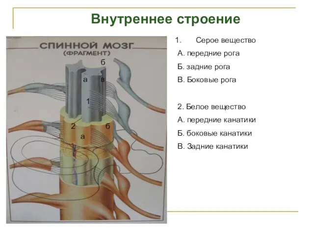 Внутреннее строение 1 Серое вещество А. передние рога Б. задние рога