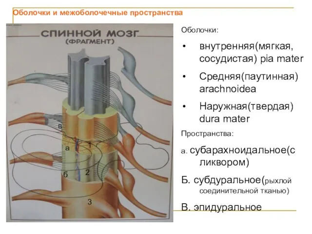 Оболочки и межоболочечные пространства 1 2 3 Оболочки: внутренняя(мягкая, сосудистая) pia