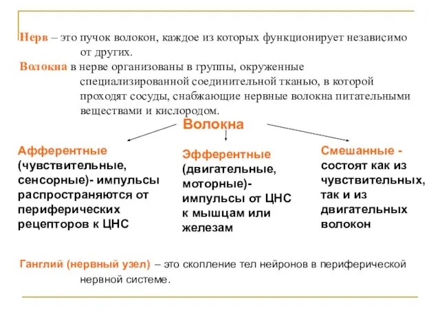 Нерв – это пучок волокон, каждое из которых функционирует независимо от