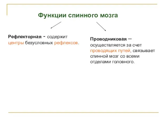 Рефлекторная - содержит центры безусловных рефлексов. Проводниковая – осуществляется за счет