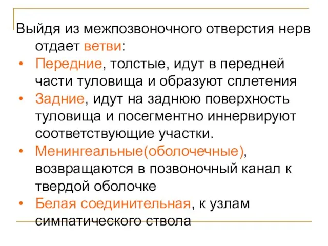 Выйдя из межпозвоночного отверстия нерв отдает ветви: Передние, толстые, идут в