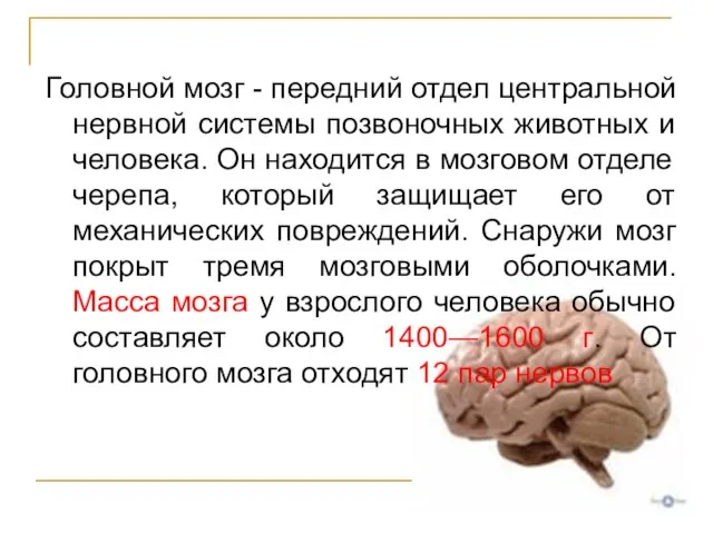 Головной мозг - передний отдел центральной нервной системы позвоночных животных и