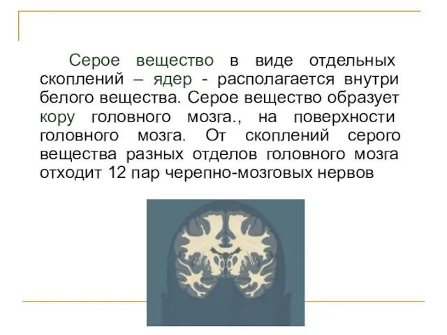 Серое вещество в виде отдельных скоплений – ядер - располагается внутри