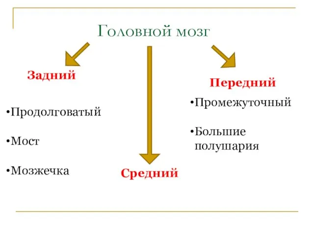 Головной мозг Задний Средний Передний Продолговатый Мост Мозжечка Промежуточный Большие полушария