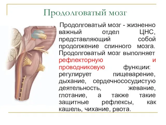 Продолговатый мозг Продолговатый мозг - жизненно важный отдел ЦНС, представляющий собой