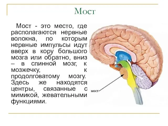 Мост Мост - это место, где располагаются нервные волокна, по которым