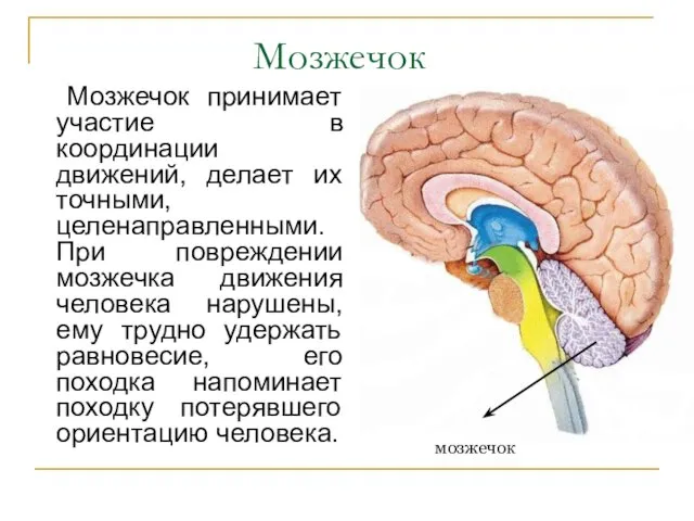 Мозжечок Мозжечок принимает участие в координации движений, делает их точными, целенаправленными.