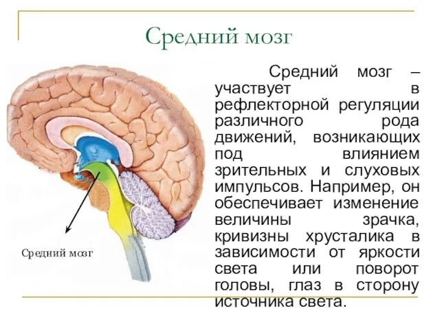 Средний мозг Средний мозг – участвует в рефлекторной регуляции различного рода