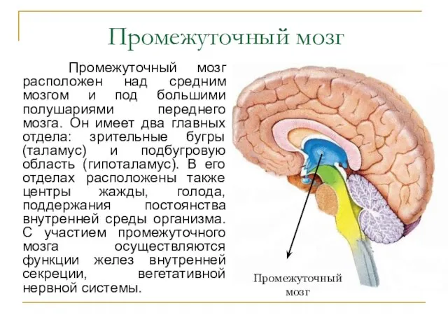 Промежуточный мозг Промежуточный мозг расположен над средним мозгом и под большими