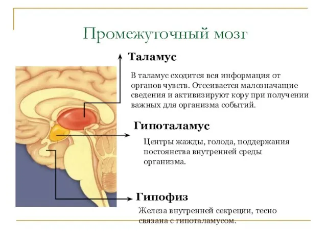 Промежуточный мозг Таламус В таламус сходится вся информация от органов чувств.