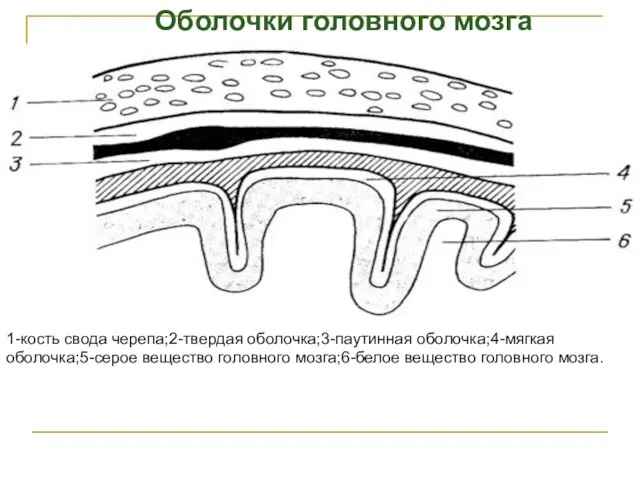 1-кость свода черепа;2-твердая оболочка;3-паутинная оболочка;4-мягкая оболочка;5-серое вещество головного мозга;6-белое вещество головного мозга. Оболочки головного мозга