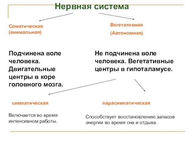 Нервная система Соматическая (анимальная) Вегетативная (Автономная) Подчинена воле человека. Двигательные центры