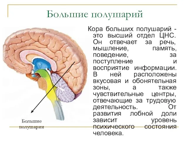 Большие полушарий Кора больших полушарий - это высший отдел ЦНС. Он