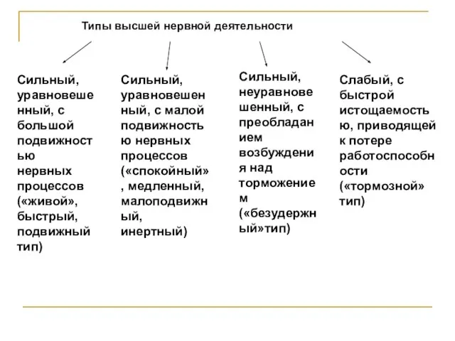 Типы высшей нервной деятельности Сильный, уравновешенный, с большой подвижностью нервных процессов