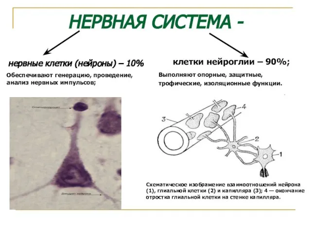 НЕРВНАЯ СИСТЕМА - нервные клетки (нейроны) – 10% Обеспечивают генерацию, проведение,